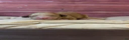 Cockapoo dogs for sale: Nala - Ad 2