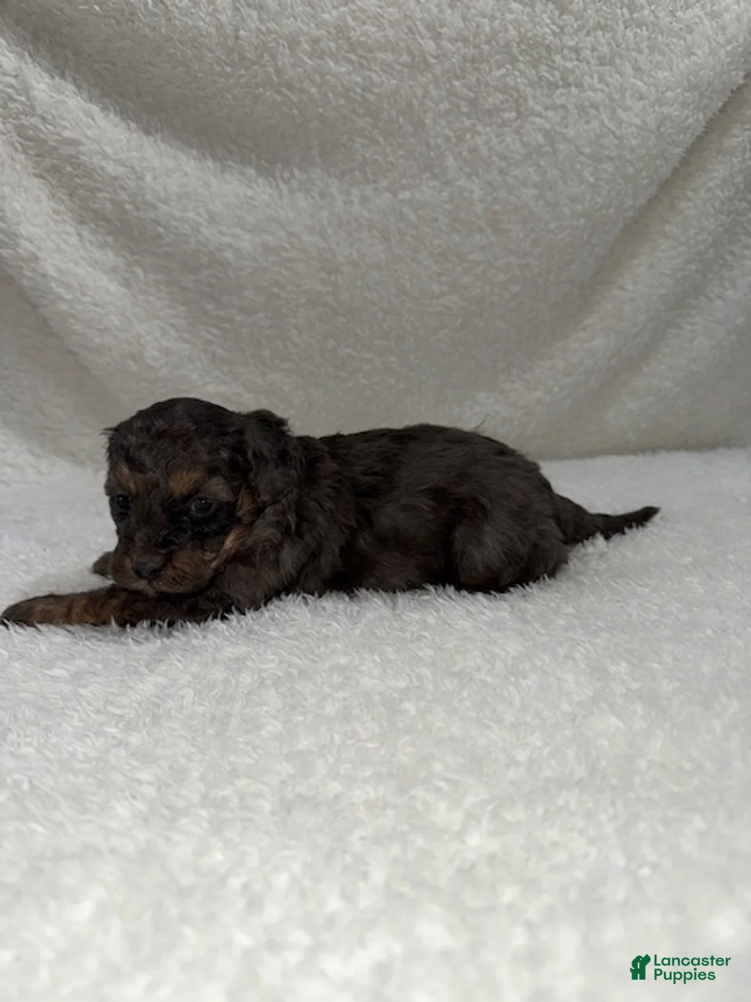 Cavapoo dogs for sale: Cavapoo Puppy 1 - Ad 4