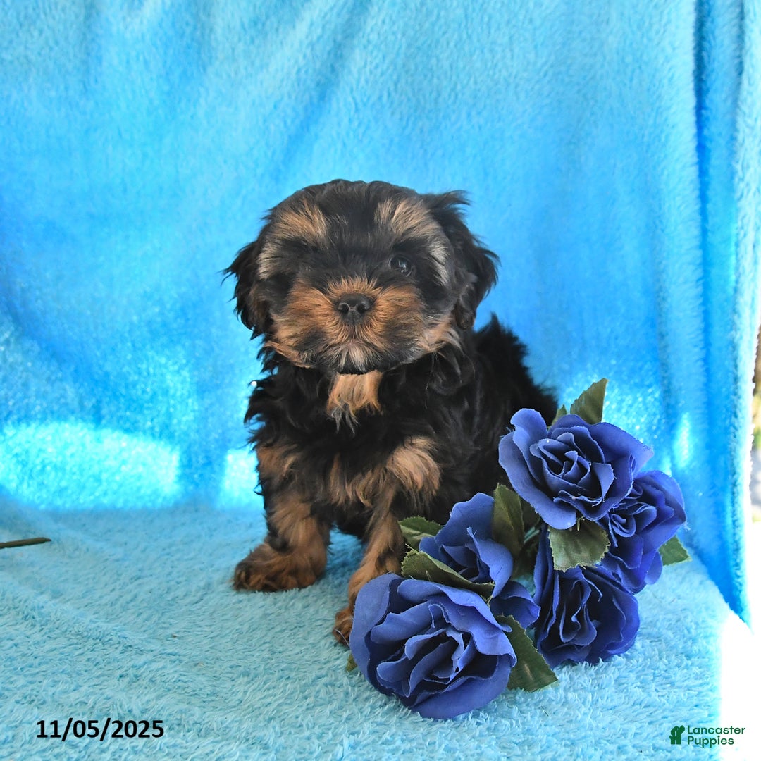 Yorkiepoo dogs for sale: Patches - Ad 2