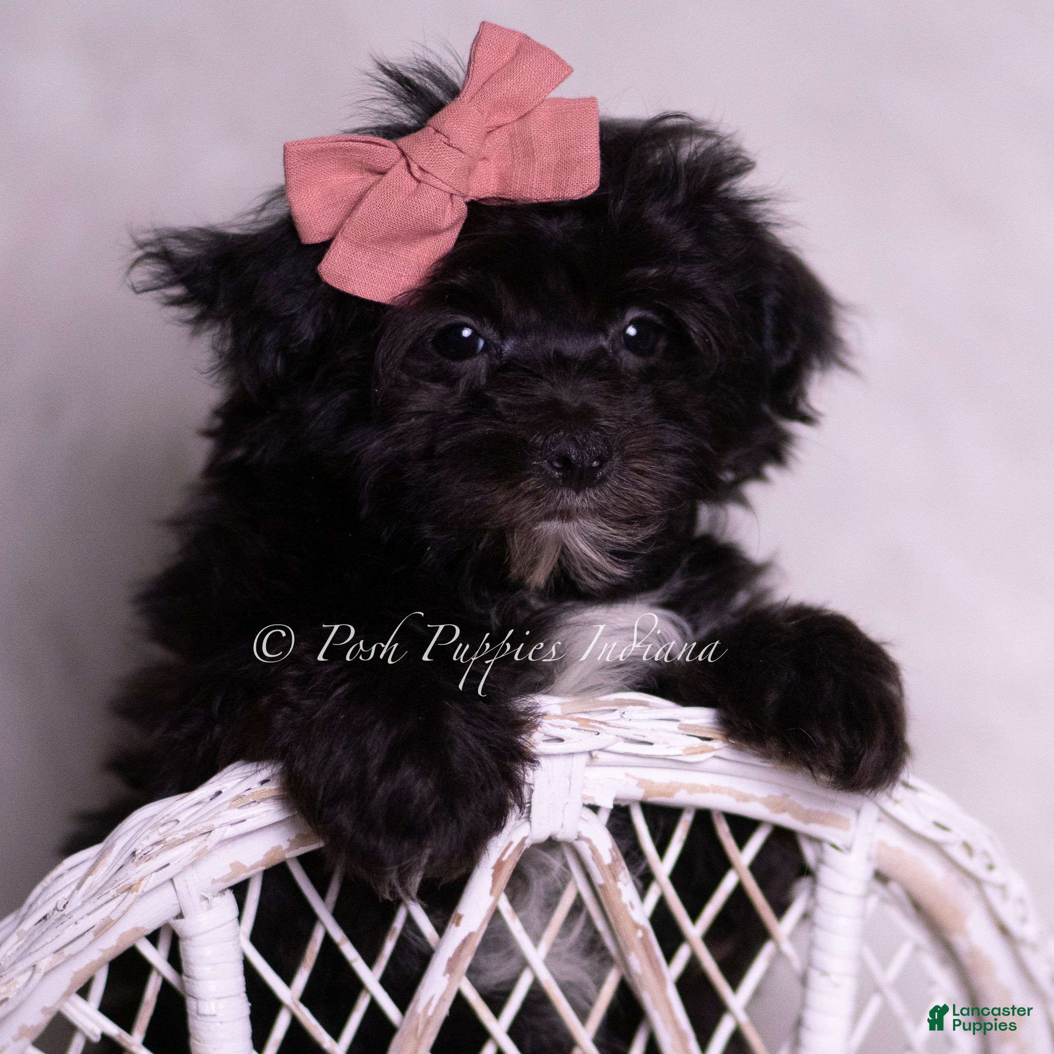 Morkie dogs Kent - Ad 33