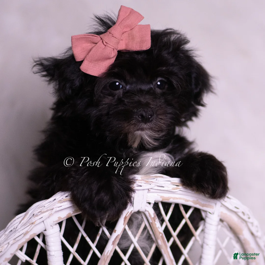 Morkie dogs for sale: Boogie - Ad 2