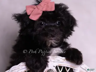 Morkie dogs Kent - Ad 7