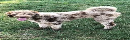 Mixed Breed dogs for sale: Vega - Ad 17
