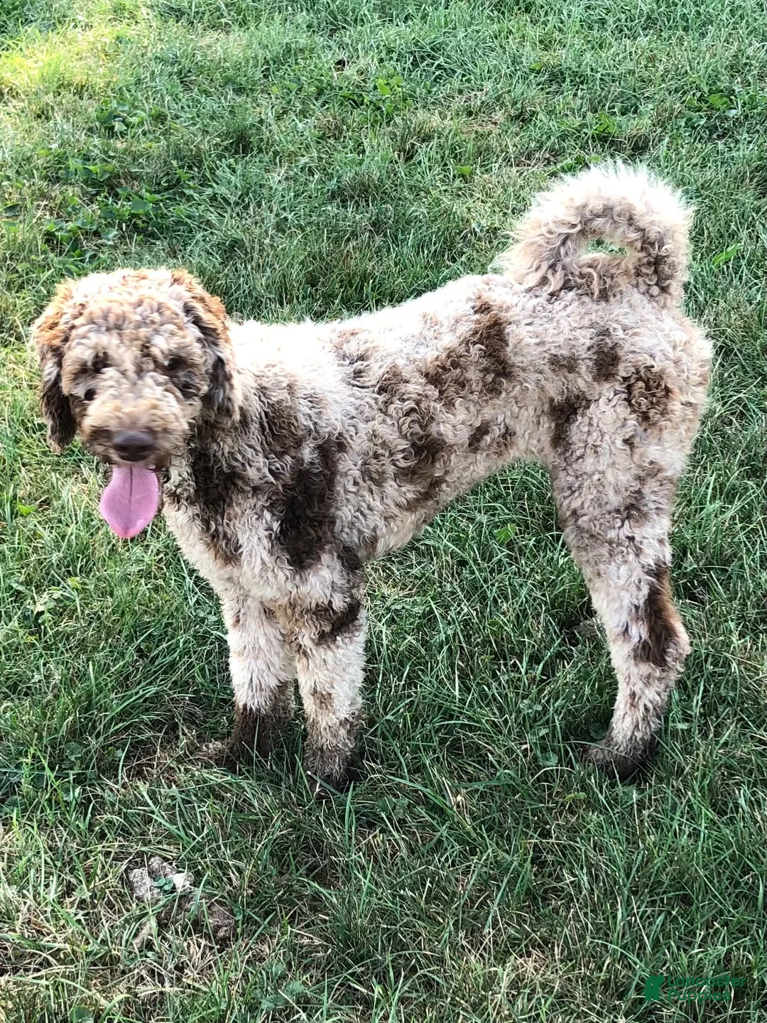 Mixed Breed dogs for sale: Vega - Ad 17