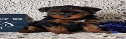 Yorkiepoo dogs for sale: Romeo - Ad 4
