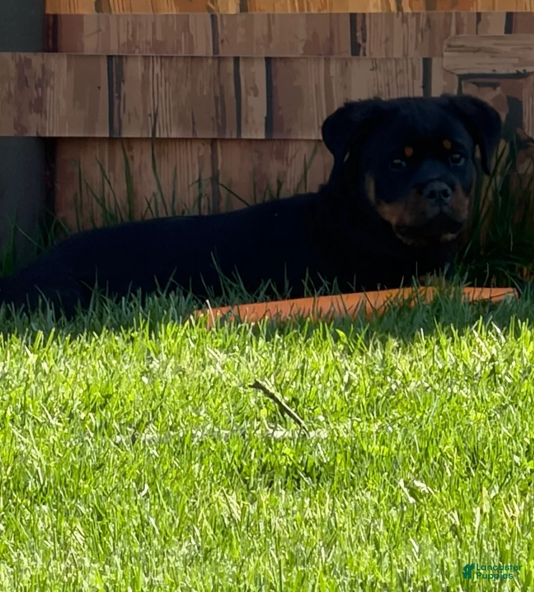 Rottweiler dogs for sale: Rottweiler Puppy 1 - Ad 1