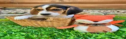 Beagle dogs for sale: Bandit - Ad 6