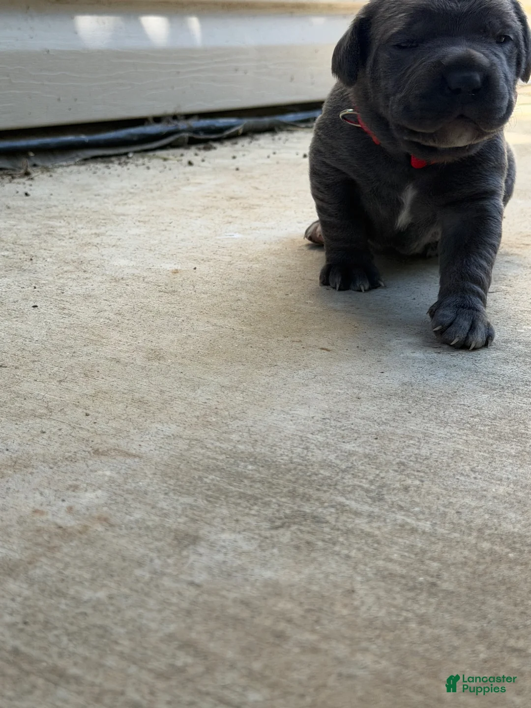 Cane Corso dogs for sale: Red  - Ad 2