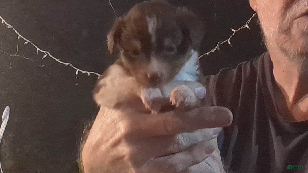 Toy Australian Shepherd dogs for sale: BEAU - Ad 11