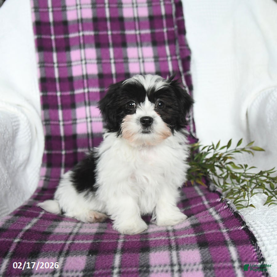 Teddy Bear dogs Winston - Ad 2