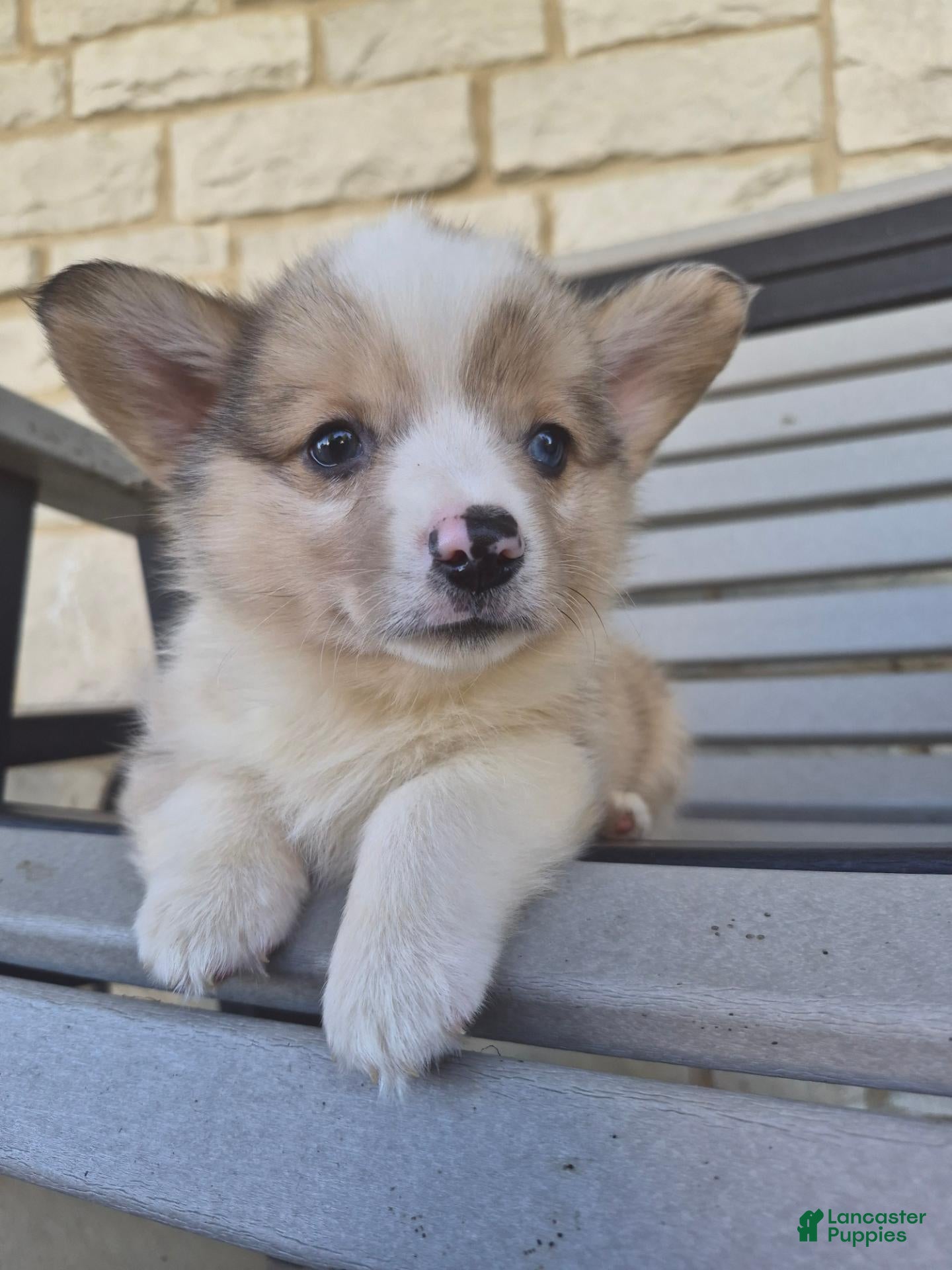Welsh Corgi Pembroke dogs Tucker - Ad 1