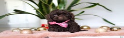 Cockapoo dogs for sale: Finn - Ad 2