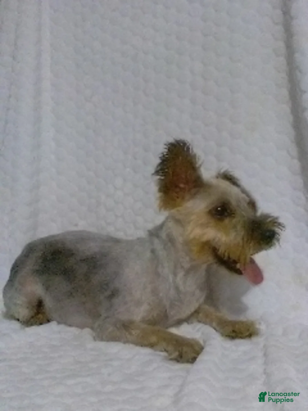 Yorkiepoo dogs for sale: Gizmo - Ad 6