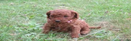 Mini Goldendoodle dogs for sale: Spice - Ad 7
