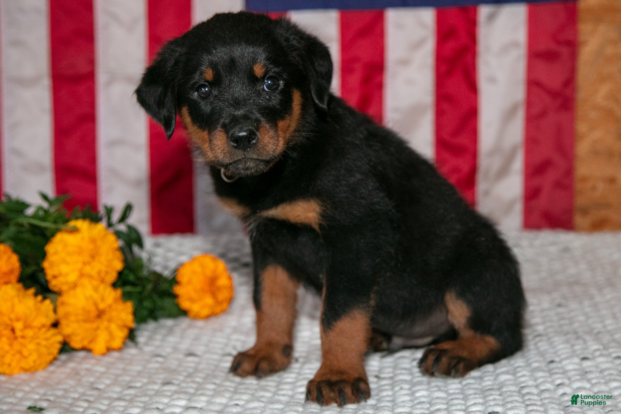 Rottweiler dogs Tango - Ad 1