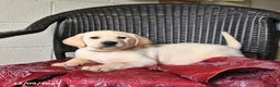 Labrador Retriever dogs for sale: Buster  - Ad 4