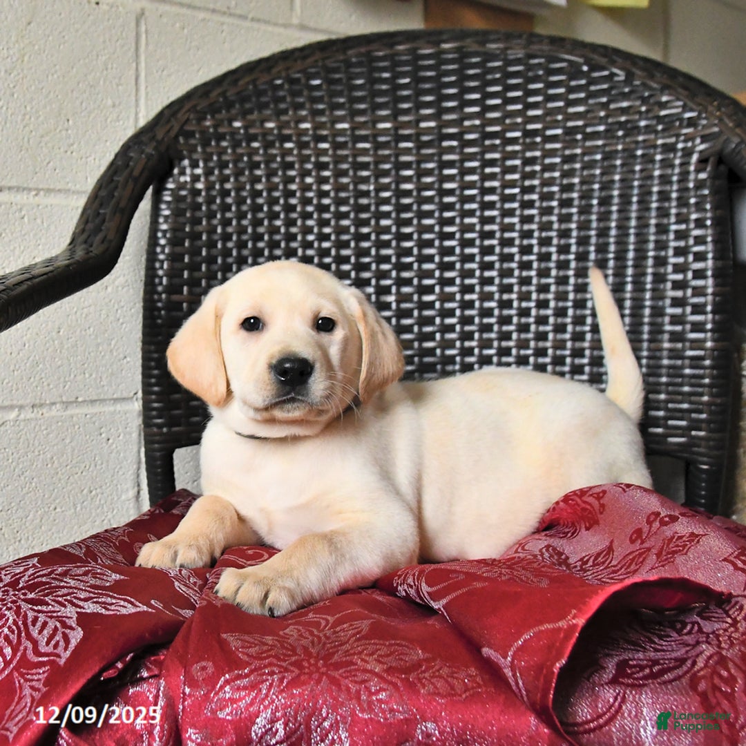 Labrador Retriever dogs for sale: Buster  - Ad 4