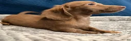 Dachshund dogs for sale: Dezi  - Ad 3