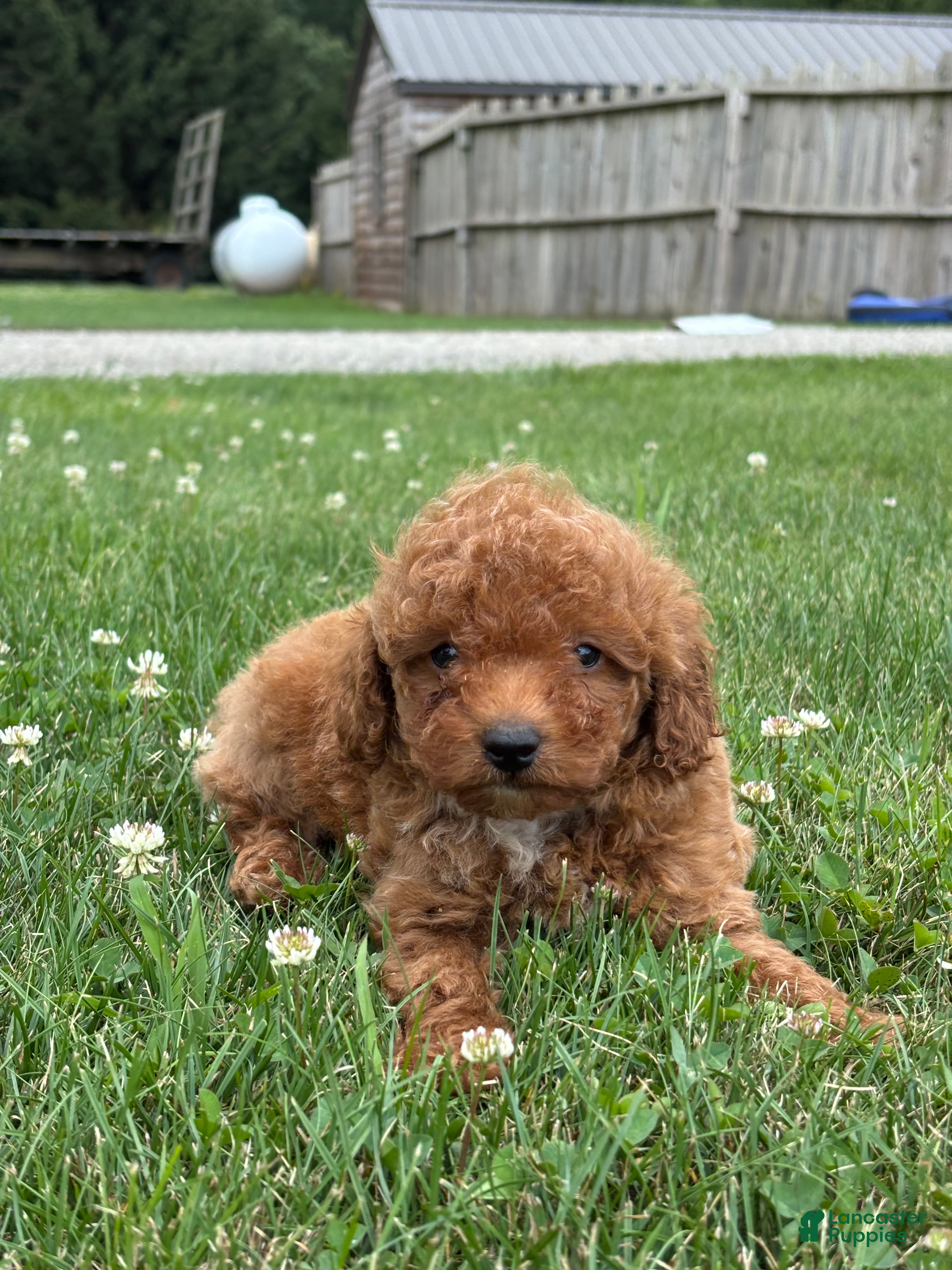 Mini Goldendoodle dogs Roman - Ad 2