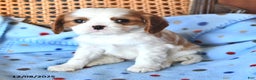 Cavalier King Charles Spaniel dogs for sale: Rosie - Ad 4