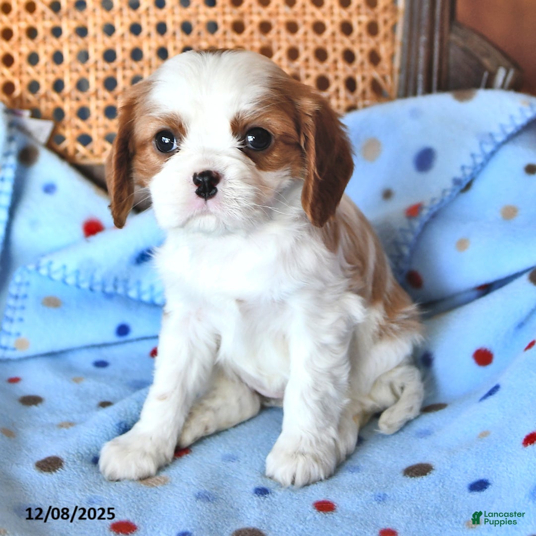 Cavalier King Charles Spaniel dogs for sale: Rosie - Ad 4