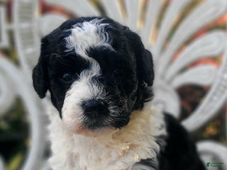 Saint Berdoodles dogs - Ad 34