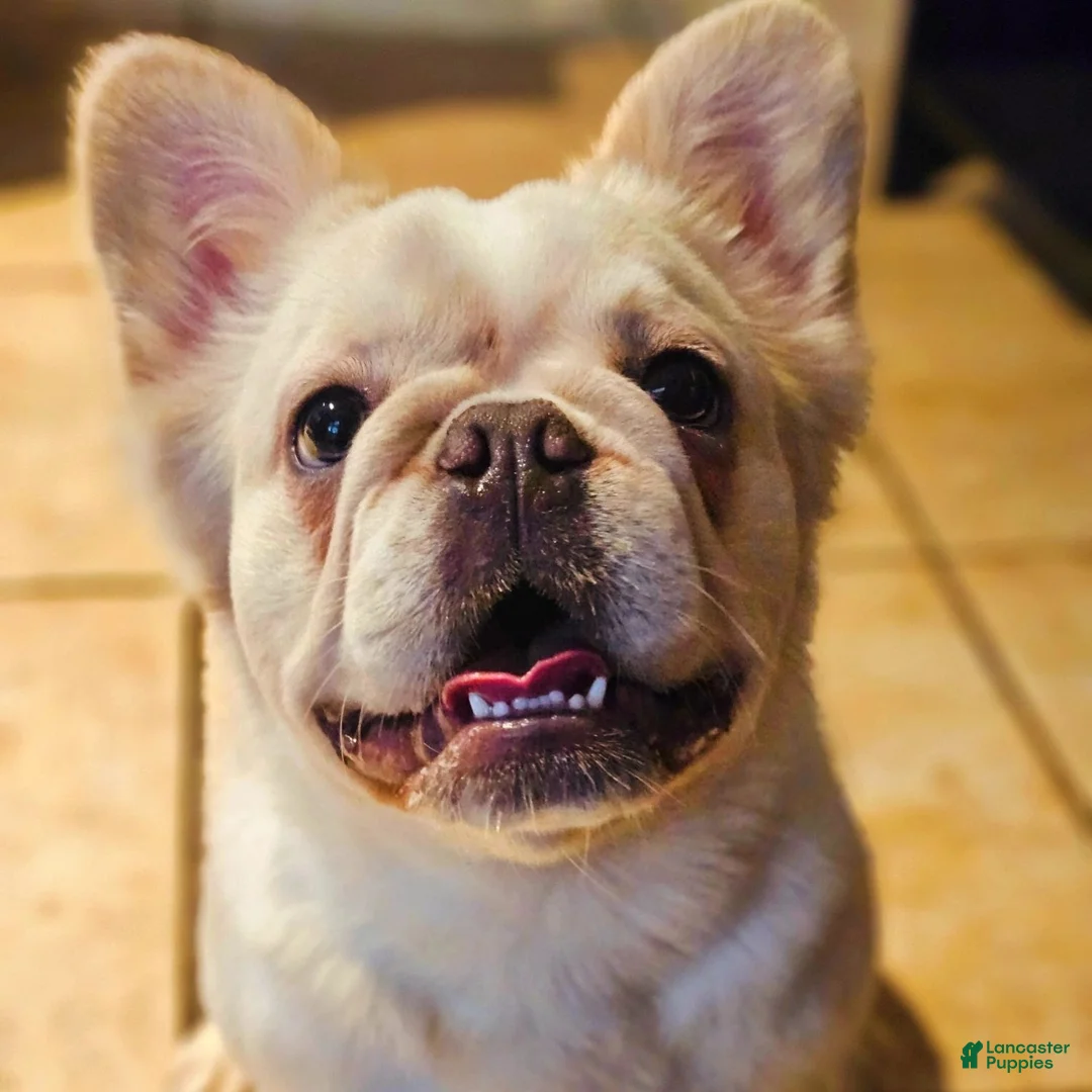 French Bulldog dogs for sale: French Bulldog 2 - Ad 2