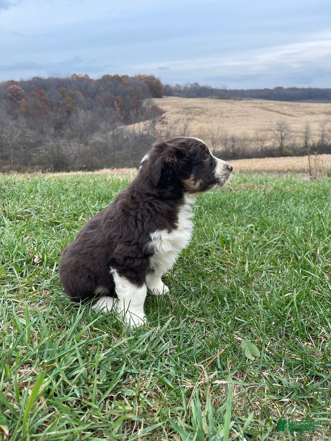 Australian Shepherd dogs for sale: Buddy - Ad 4
