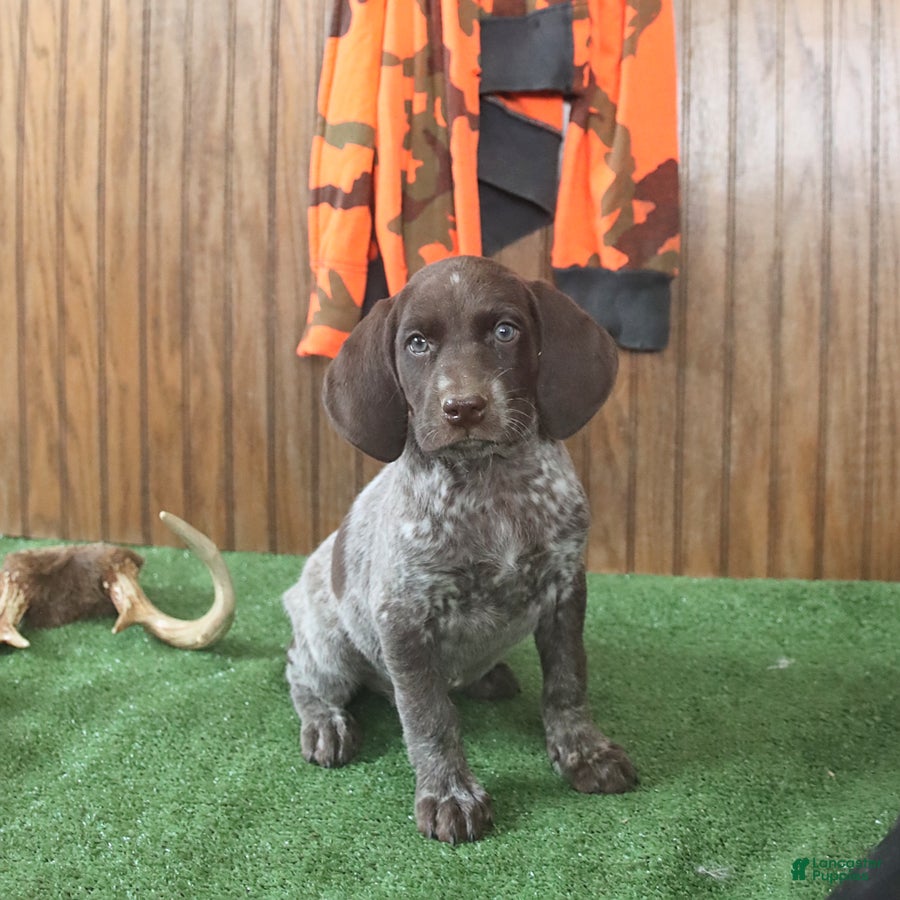 German Shorthaired Pointer dogs Tanner - Ad 1