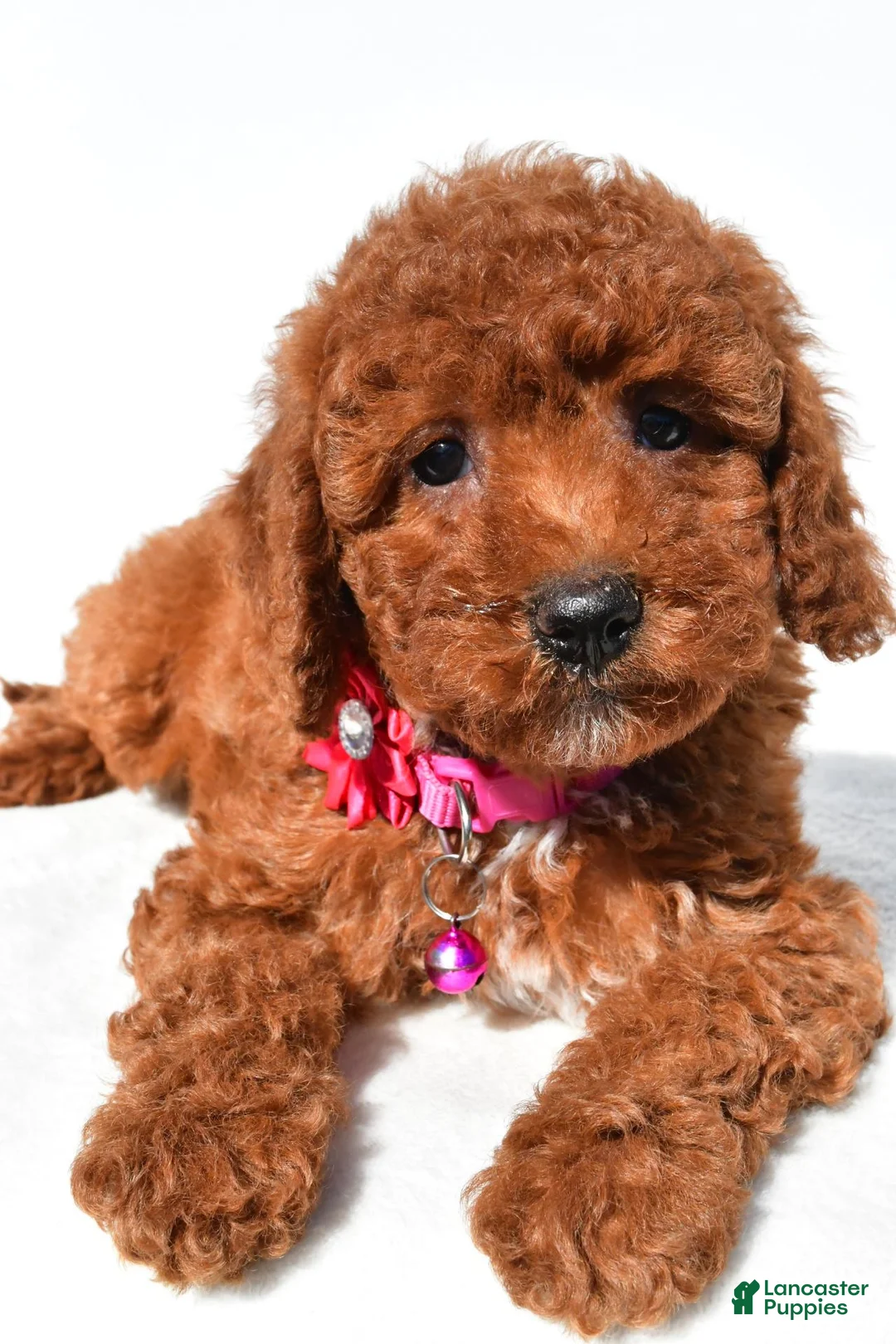 Miniature Poodle dogs for sale: Connie - Ad 2