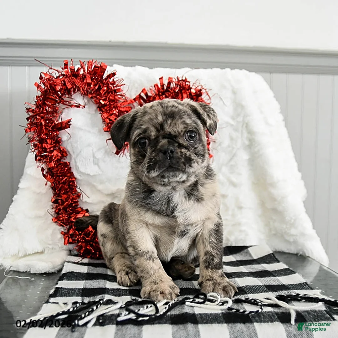 Pug dogs for sale: Oreo - Ad 4