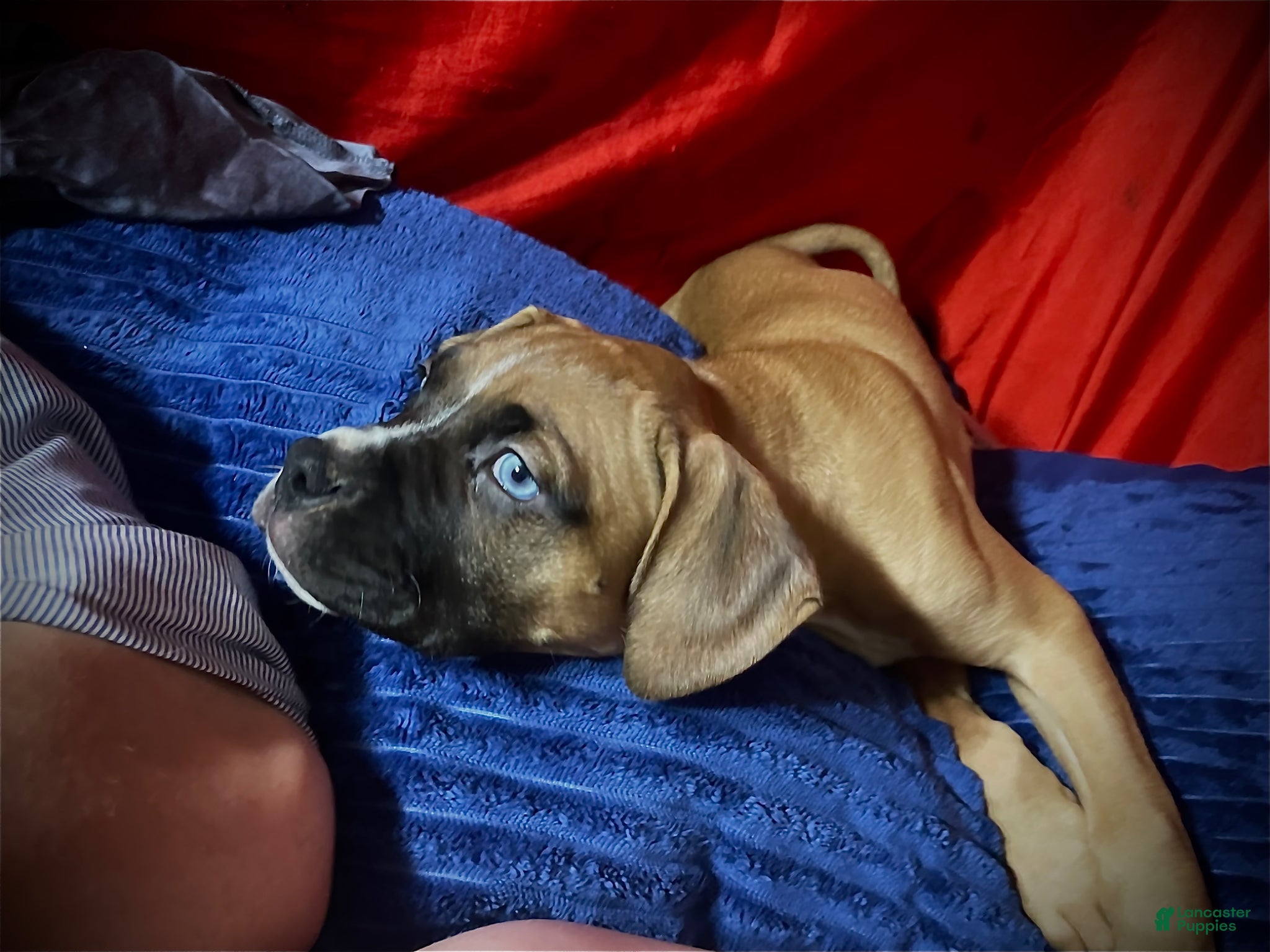 Mixed Breed dogs for sale: Mixed Breed Puppy 1 - Ad 2