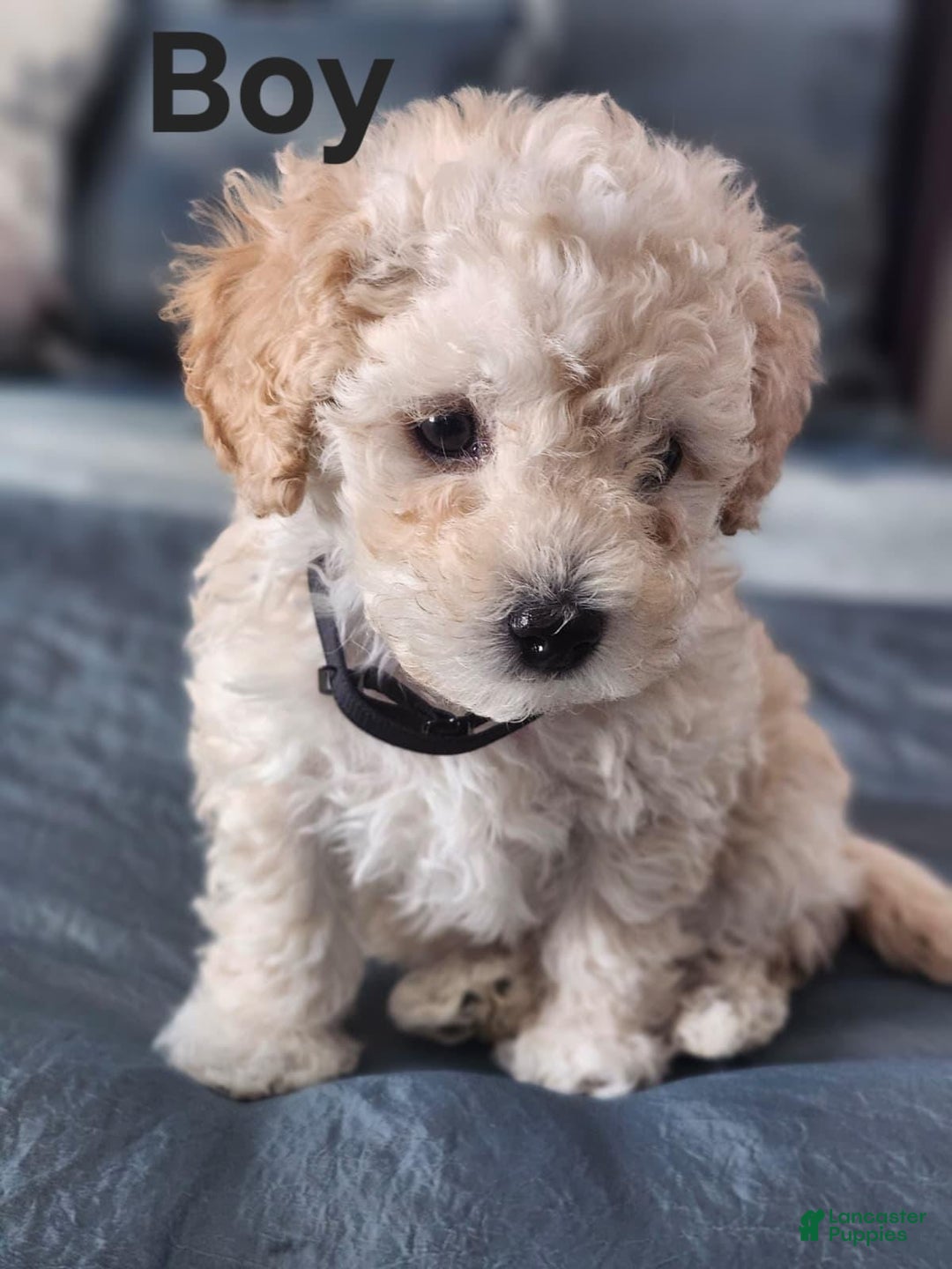 Maltipoo dogs for sale: Maltipoo Puppy 4 - Ad 6