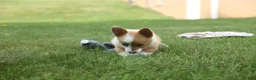 Welsh Corgi Pembroke dogs for sale: Dixie 🐶💖 - Ad 9