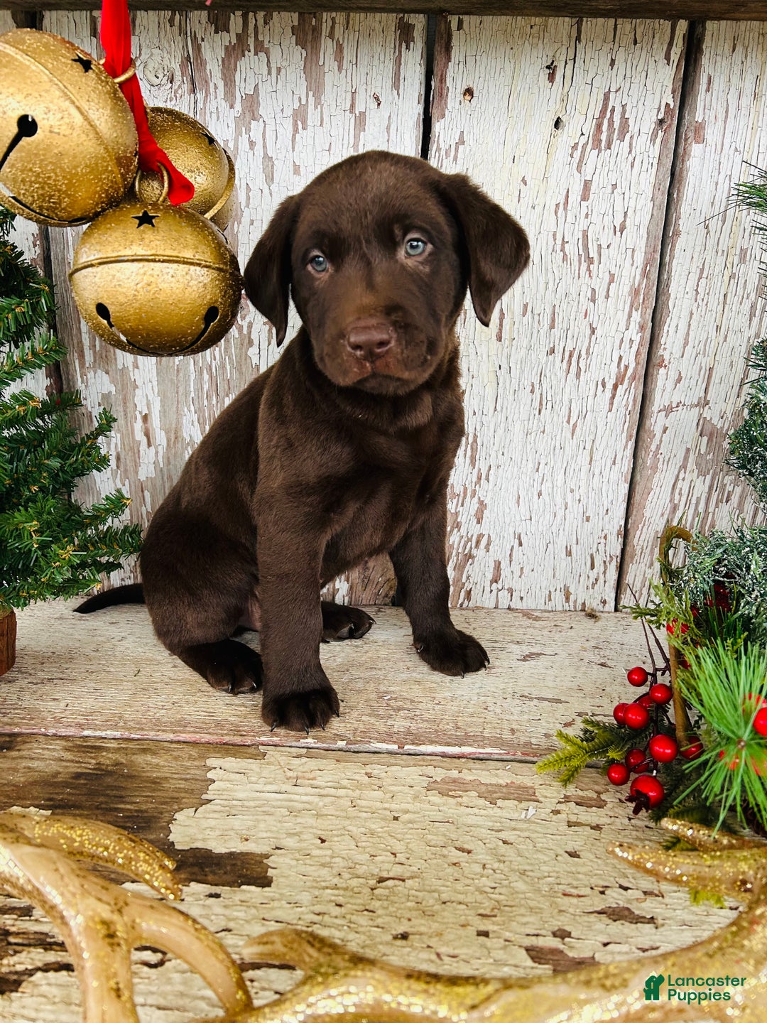 Labrador Retriever dogs for sale: Prancer - Ad 6