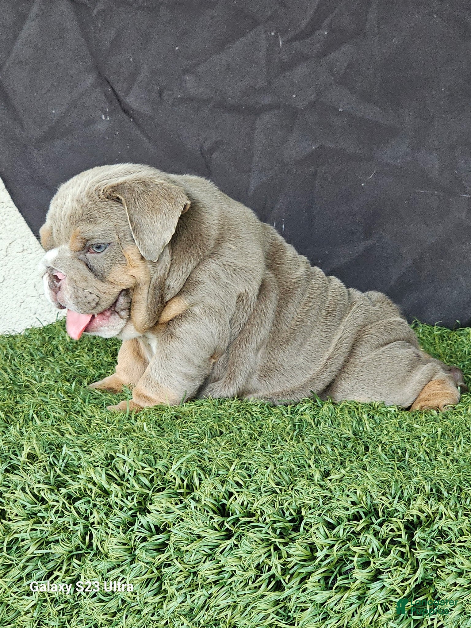 English Bulldog dogs PRADA LILAC TAN TRI MICRO in LA, CA-USA DELIVERY OPTIONS - Ad 20