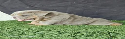 English Bulldog dogs for sale: PRADA LILAC TAN TRI MICRO in LA, CA-USA DELIVERY OPTIONS - Ad 1