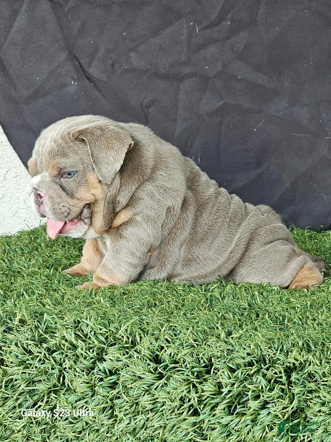 English Bulldog dogs for sale: PRADA LILAC TAN TRI MICRO in LA, CA-USA DELIVERY OPTIONS - Ad 1