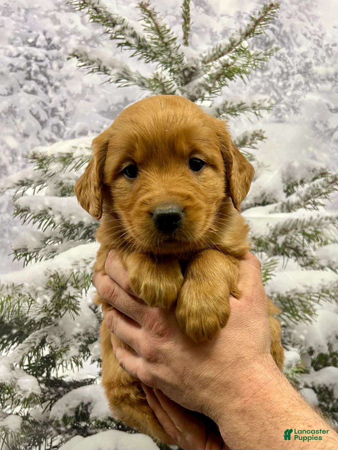 Golden Retriever dogs for sale: Daisy  - Ad 1