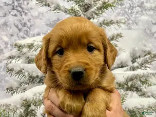 Golden Retriever dogs Daisy - Ad 37