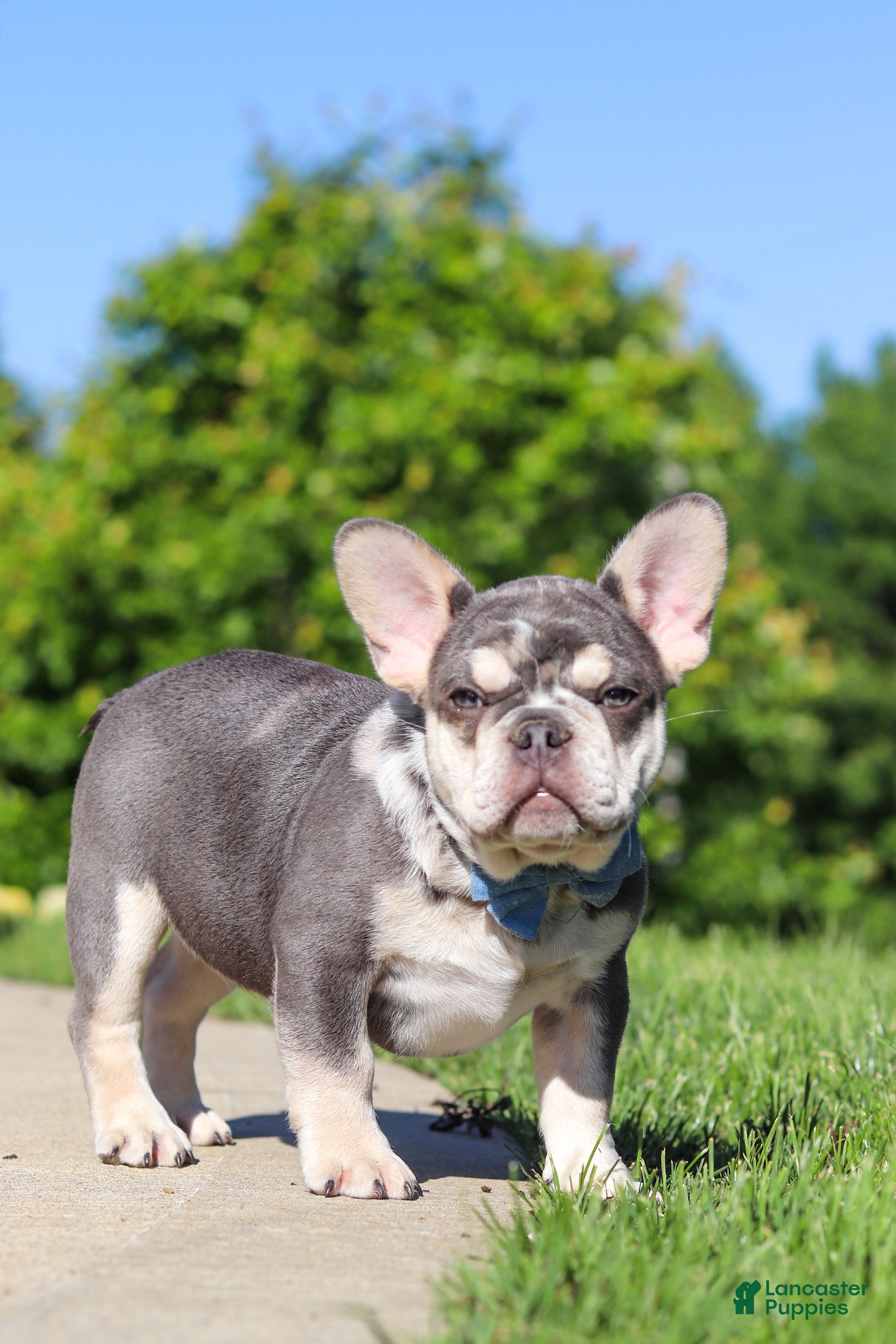French Bulldog dogs for sale: Koda - Ad 7