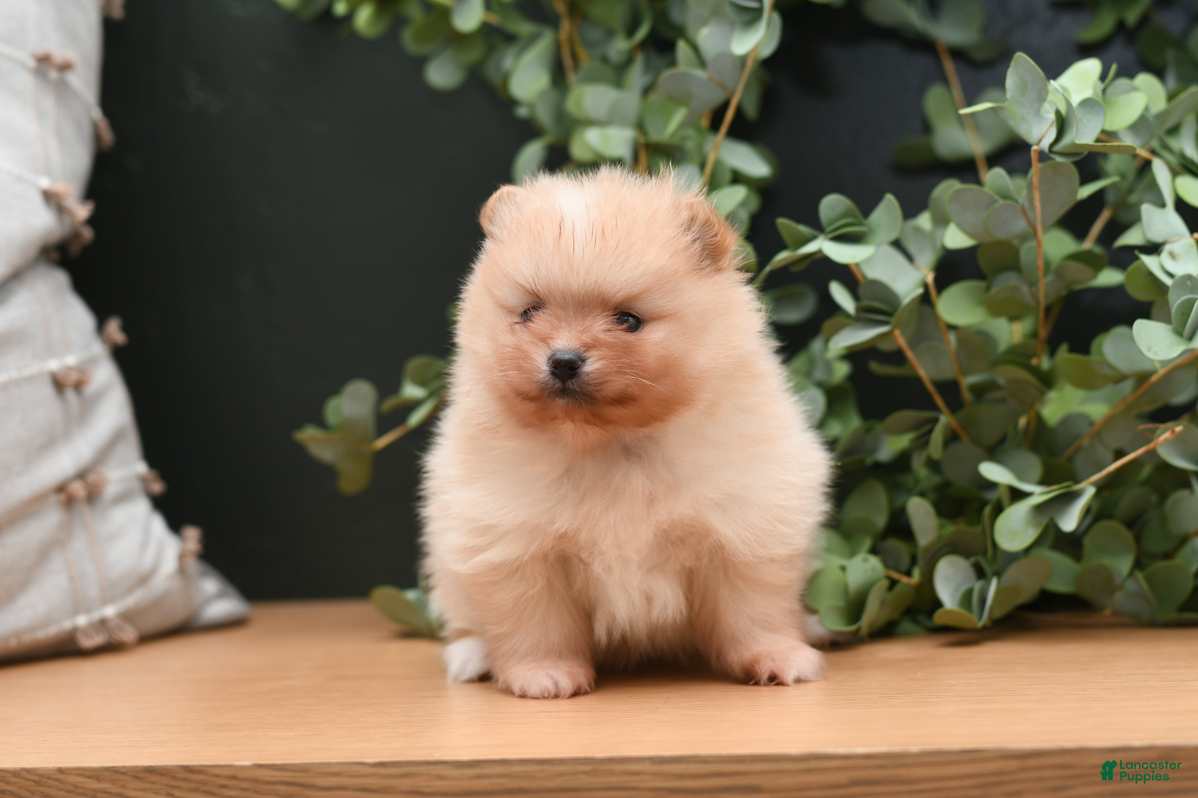 Pomeranian dogs Levi - Ad 1