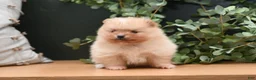 Pomeranian dogs for sale: Levi - Ad 1