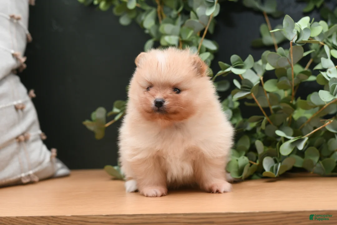 Pomeranian dogs for sale: Levi - Ad 1