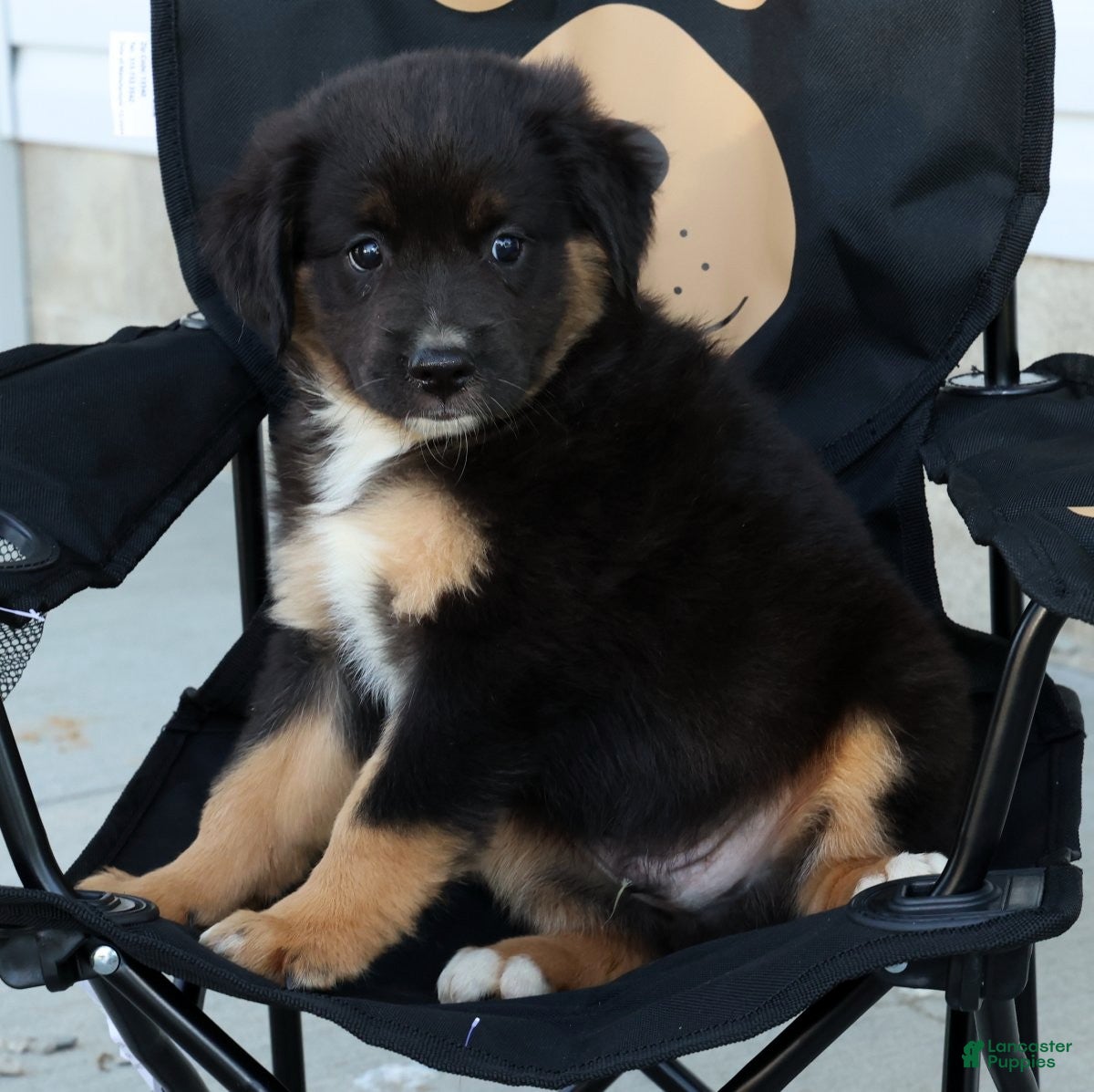 Miniature Australian Shepherd dogs for sale: Tanner - Ad 8