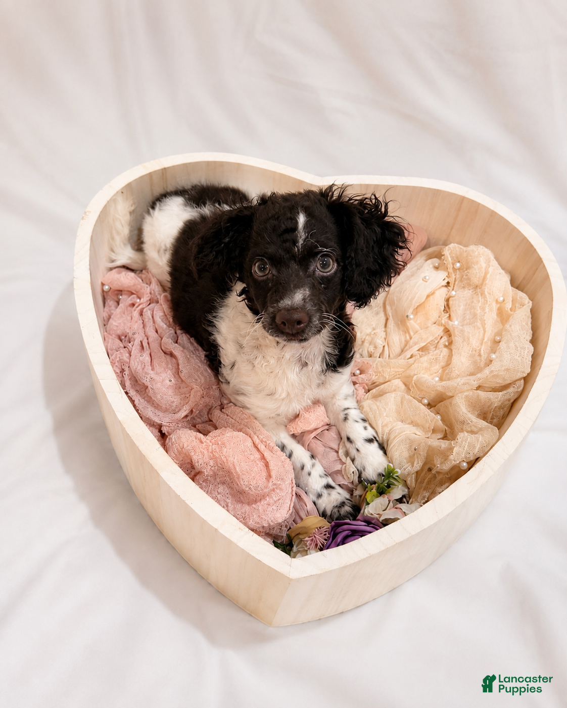 Cockapoo dogs Kim - Ad 1