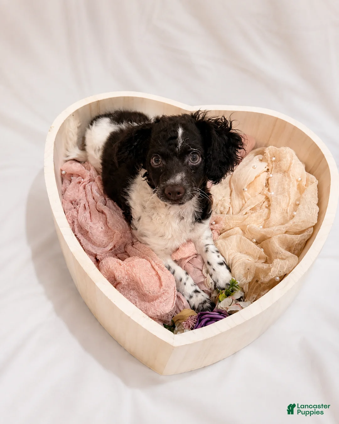 Cockapoo dogs for sale: Kim - Ad 1