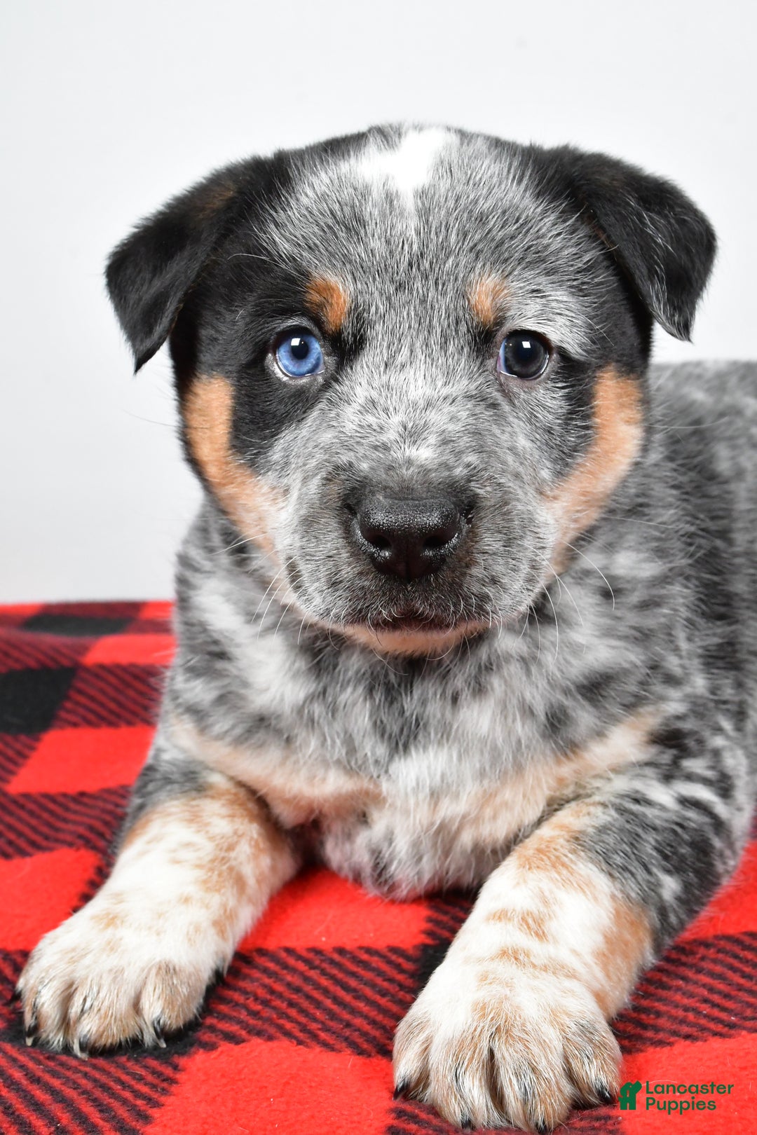 Australian Cattle Dog dogs for sale: Sammy - Ad 3