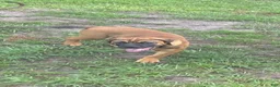 Cane Corso dogs for sale: Cane Corso 2 - Ad 3