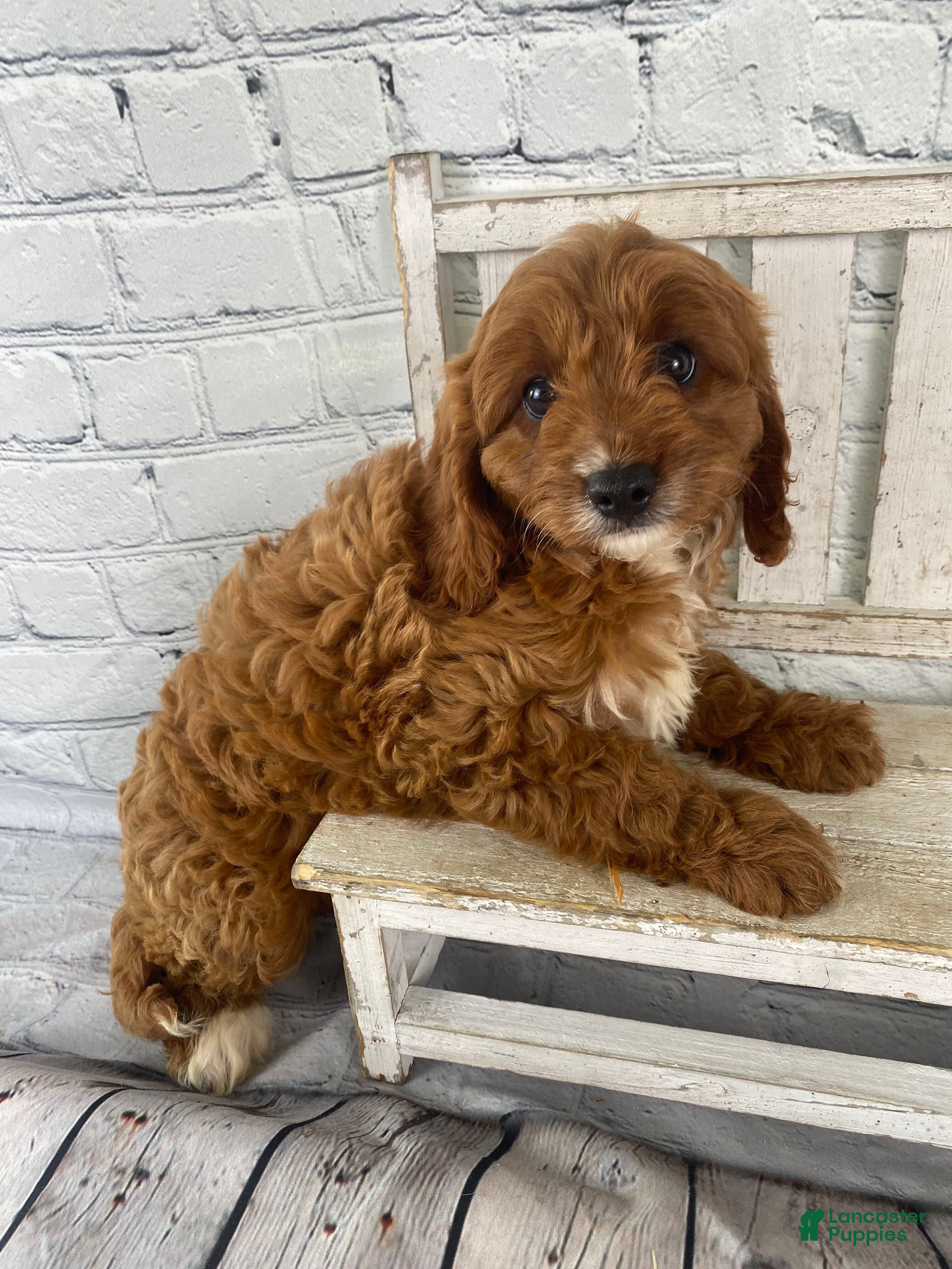 Cavapoo dogs Duke - Ad 2